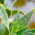 pexels-adspedia-36595612