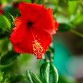 pexels-ian-panelo-38602879
